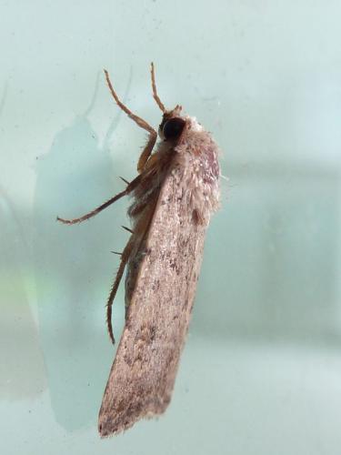 Réf. 148 782 : Caradrina clavipalpis