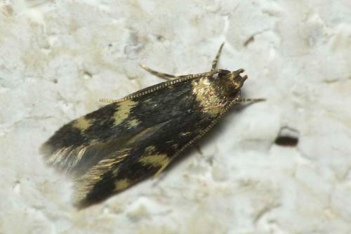 Réf. 148 187 : Oegoconia sp.