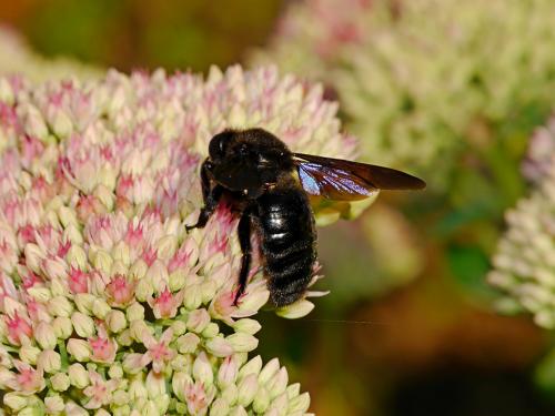 Xylocopa valga