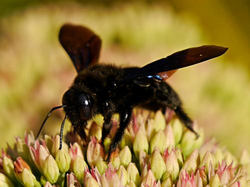 Xylocopa valga