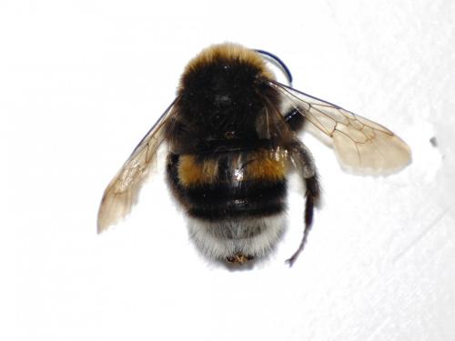 Bombus sp.