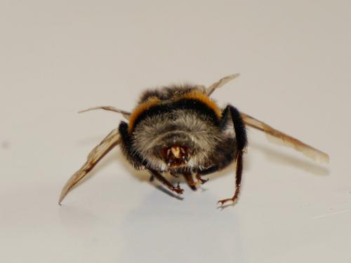 Bombus sp.