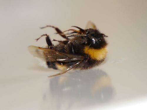 Réf. 148 777 : Bombus sp.