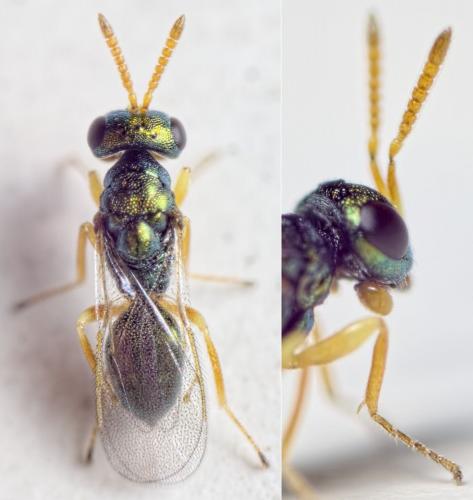 Réf. 148 940 : Halticoptera sp.