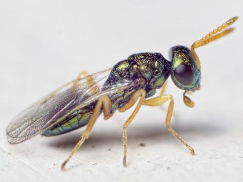 Réf. 148 939 : Halticoptera sp.
