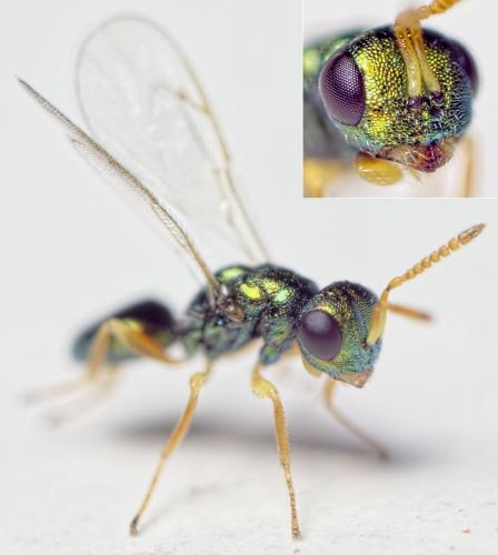 Réf. 148 941 : Halticoptera sp.
