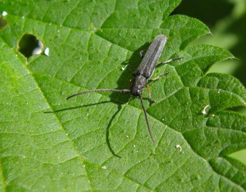 Phytoecia cylindrica