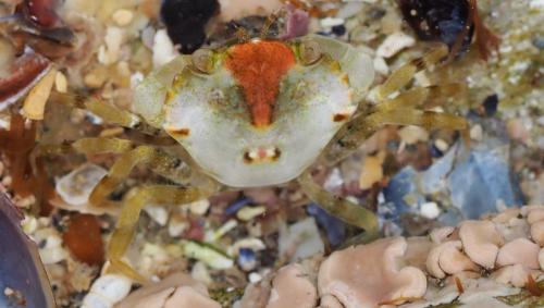 Carcinus maenas