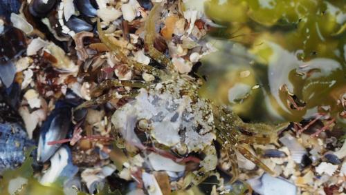 Carcinus maenas