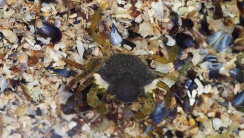 Carcinus maenas