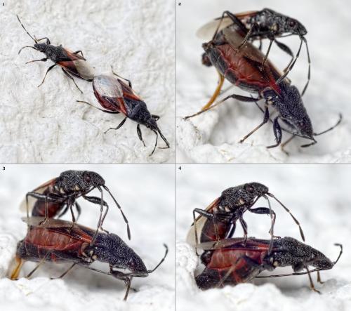 Réf. 148 504 : Oxycarenus lavaterae