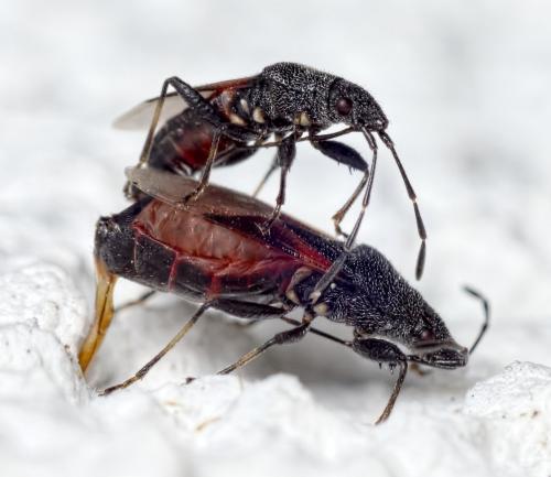 Réf. 148 502 : Oxycarenus lavaterae