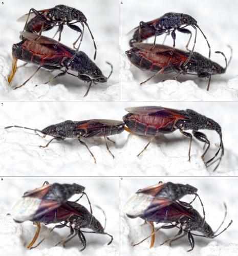 Réf. 148 505 : Oxycarenus lavaterae