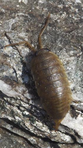 Réf. 148 957 : Ligia oceanica