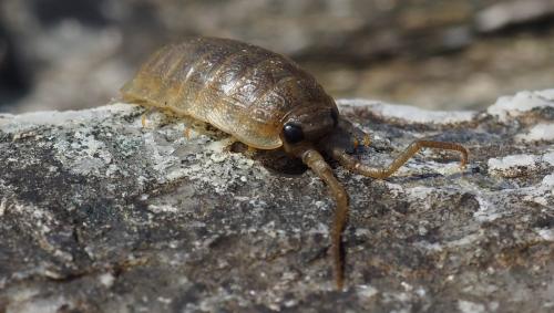 Ligia oceanica