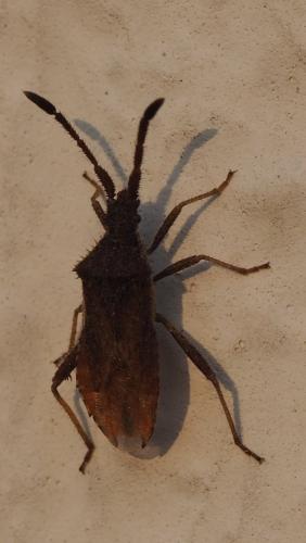 Coriomeris affinis