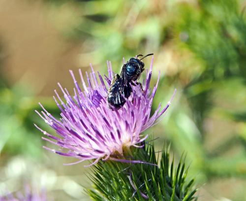 Ceratina sp.
