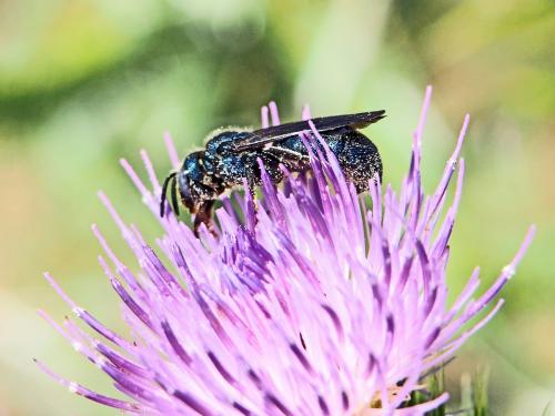 Ceratina sp.