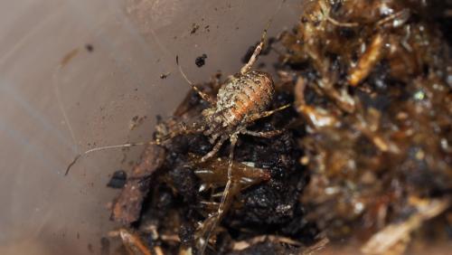 Paroligolophus agrestis