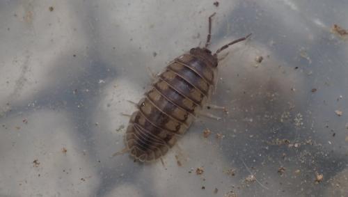 Réf. 148 184 : Armadillidium nasatum