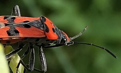 Réf. 148 003 : Lygaeus sp.