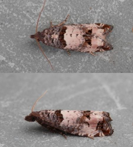 Notocelia incarnatana