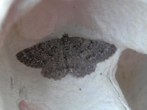 Selidosema taeniolaria