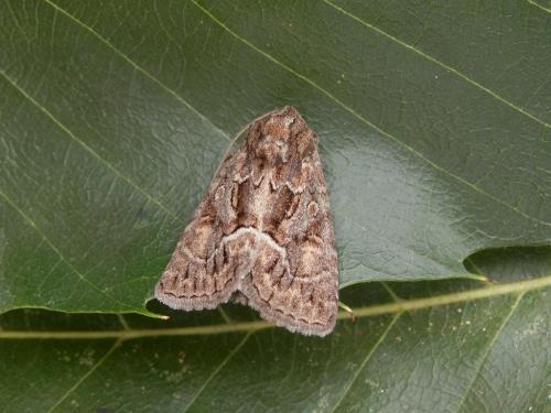 Réf. 148 234 : Thalpophila matura
