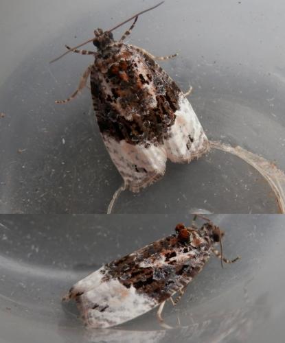Apotomis betuletana