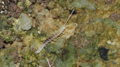 Scutigerella sp.