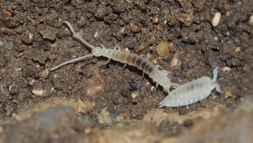 Scutigerella sp.