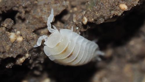 Platyarthrus hoffmannseggii