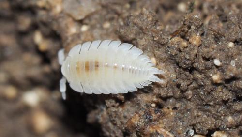 Platyarthrus hoffmannseggii