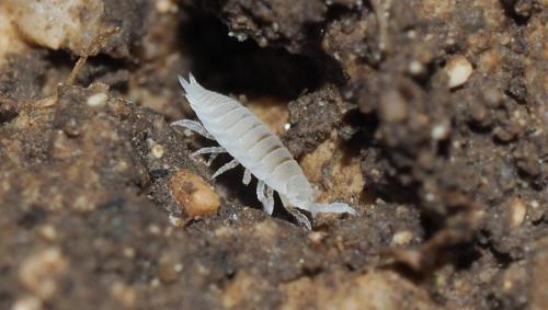 Platyarthrus hoffmannseggii