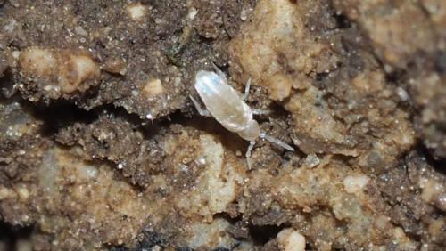 Réf. 148 362 : Cyphoderus albinus