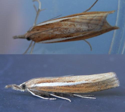 Réf. 148 419 : Agriphila tristella