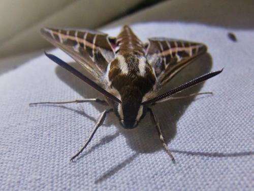 Hyles livornica