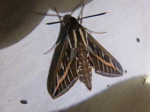 Hyles livornica