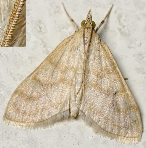Paracorsia repandalis