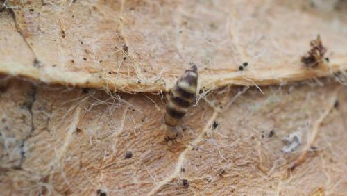 Willowsia platani
