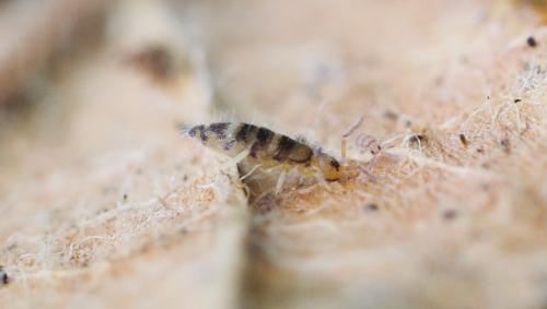 Réf. 148 582 : Willowsia platani