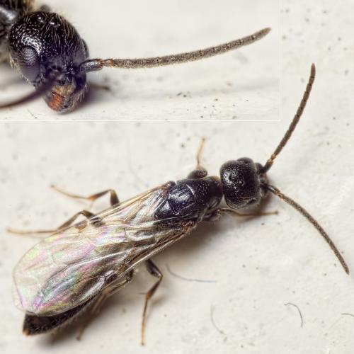 Pseudisobrachium subcyaneum