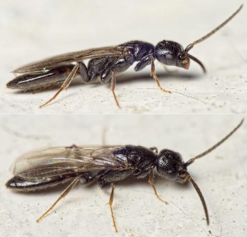 Pseudisobrachium subcyaneum