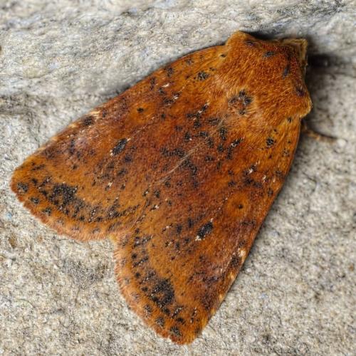 Conistra rubiginea