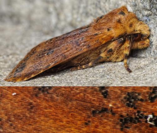 Conistra rubiginea