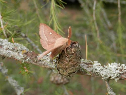 Réf. 148 627 : Lasiocampa trifolii