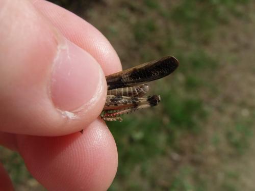 Aiolopus thalassinus thalassinus