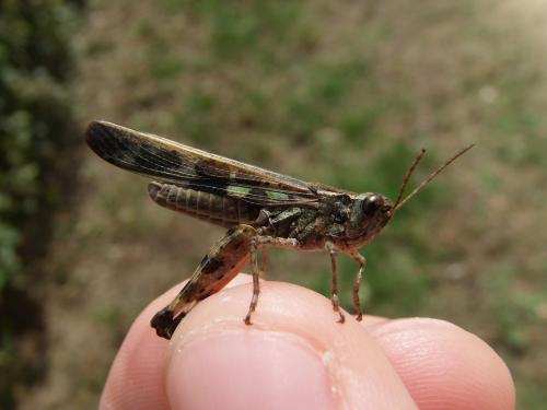 Aiolopus thalassinus thalassinus