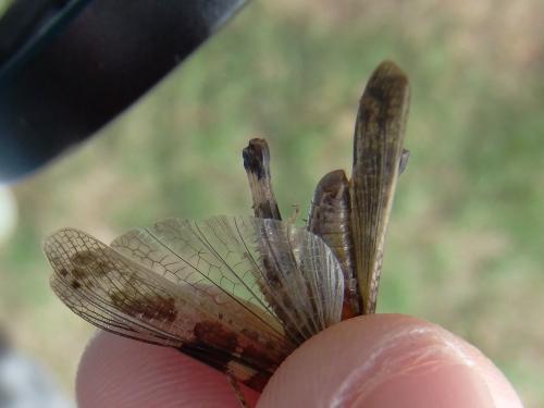 Aiolopus thalassinus thalassinus
