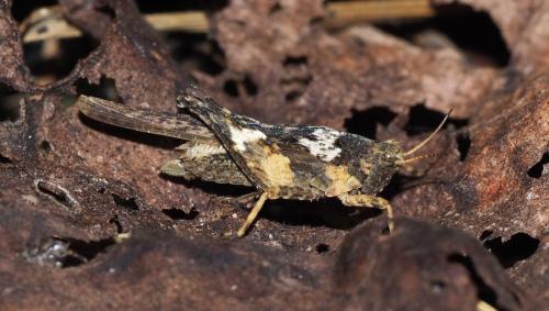 Réf. 148 823 : Tetrix subulata